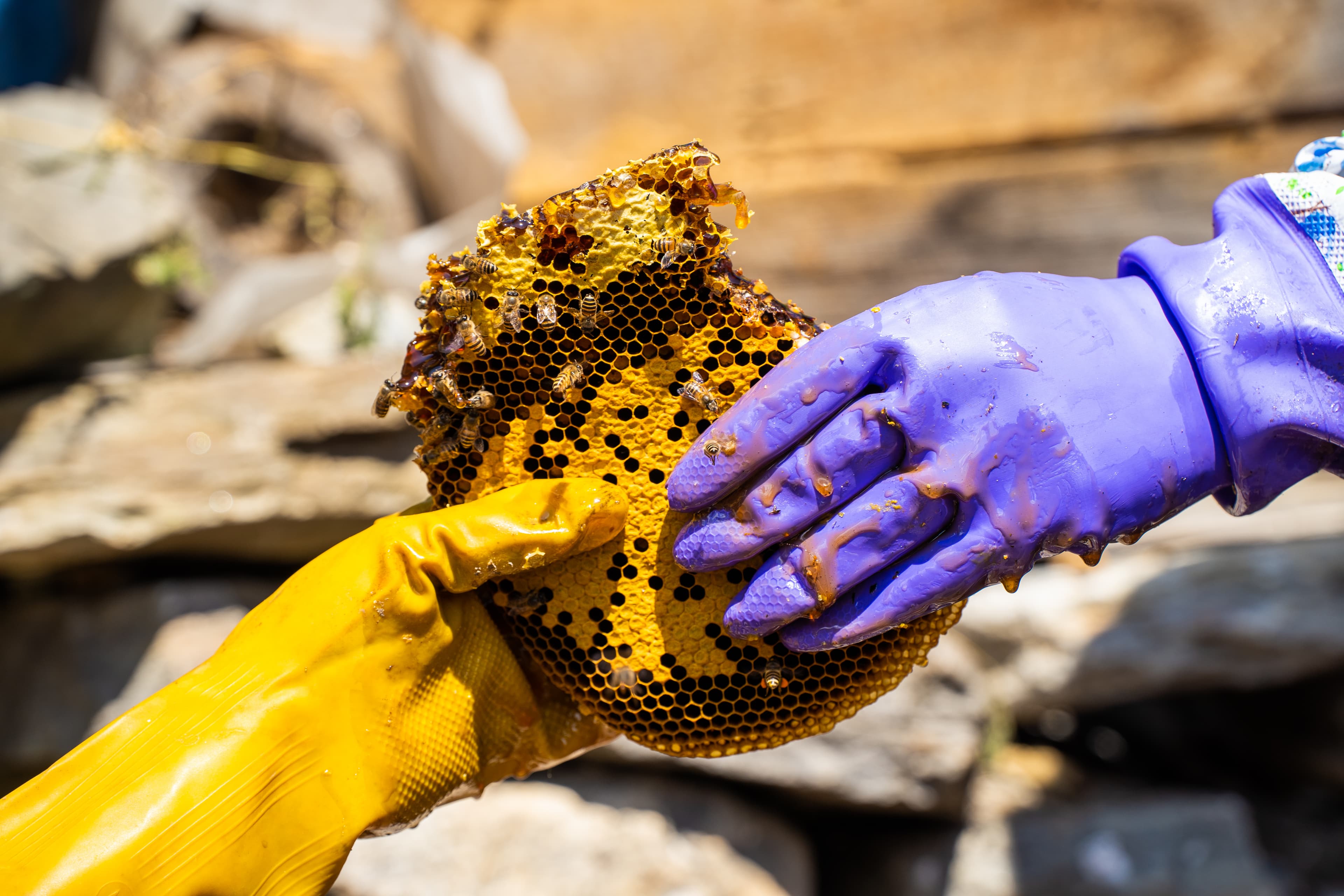 Honey Hunting in Nepal: Inside the Gurung Cliffside Tradition