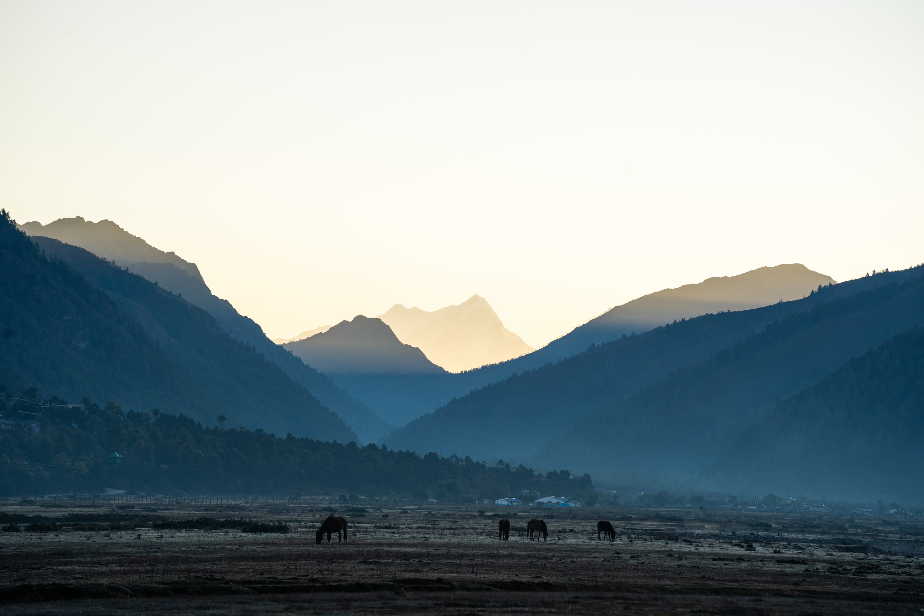Horses grazing as the light fades