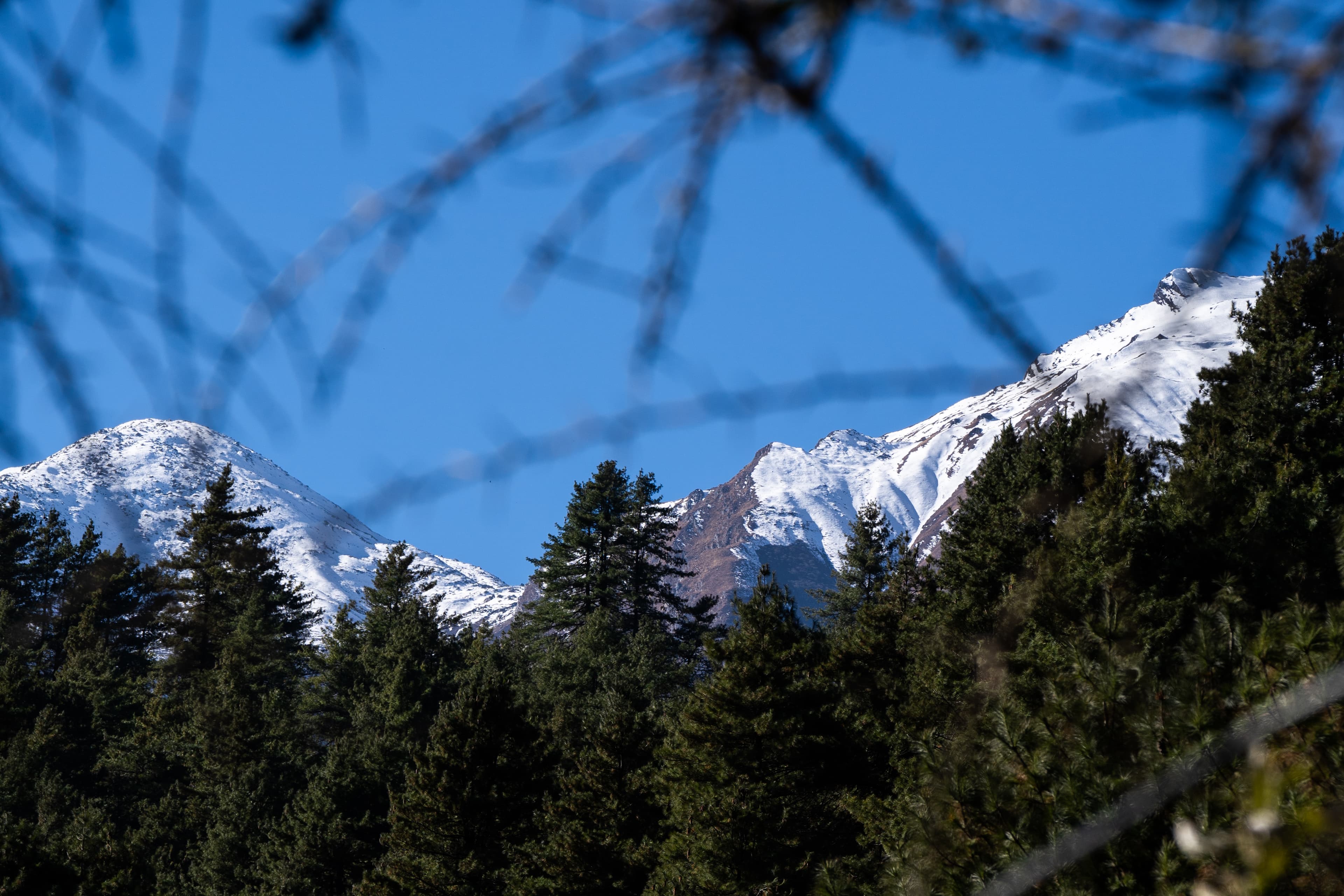 Two peaks caught between the branches