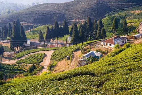 Tea gardens of Ilam